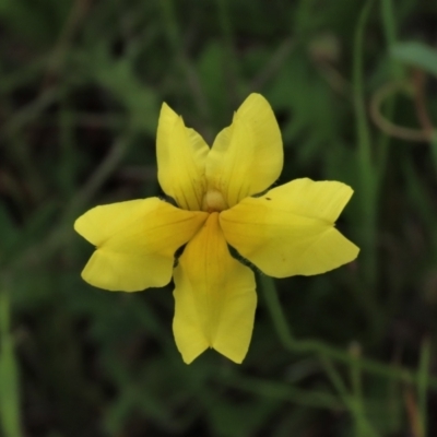 Goodenia pinnatifida (Scrambled Eggs) at Budjan Galindji (Franklin Grassland) Reserve - 19 Oct 2022 by AndyRoo