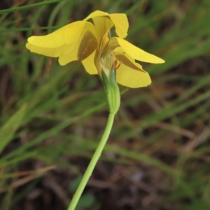 Goodenia pinnatifida at Harrison, ACT - 19 Oct 2022