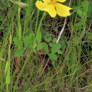 Trifolium sp. at Harrison, ACT - 19 Oct 2022