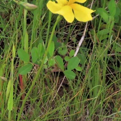 Trifolium sp. (Clover) at Budjan Galindji (Franklin Grassland) Reserve - 19 Oct 2022 by AndyRoo