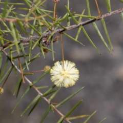Acacia ulicifolia (Prickly Moses) at Nadgee, NSW - 30 May 2023 by Steve63