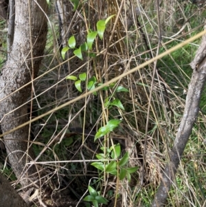 Asparagus asparagoides at Watson, ACT - 29 May 2023