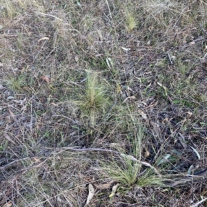 Nassella trichotoma at Watson, ACT - 29 May 2023