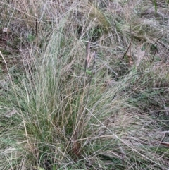 Nassella trichotoma (Serrated Tussock) at Watson, ACT - 29 May 2023 by waltraud