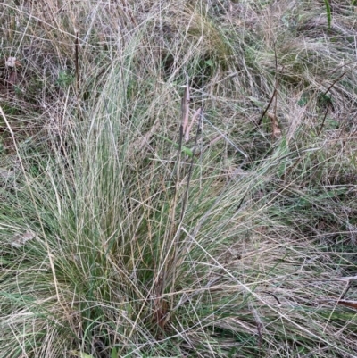 Nassella trichotoma (Serrated Tussock) at Watson, ACT - 29 May 2023 by waltraud