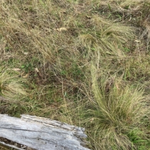 Nassella trichotoma at Watson, ACT - 29 May 2023