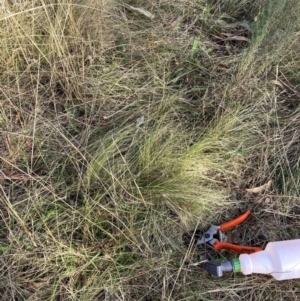 Nassella trichotoma at Watson, ACT - 29 May 2023