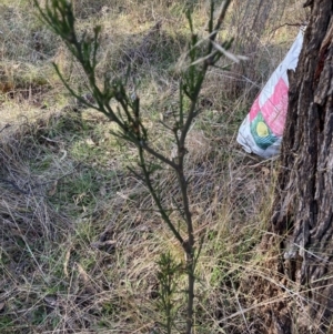 Exocarpos cupressiformis at Watson, ACT - 29 May 2023