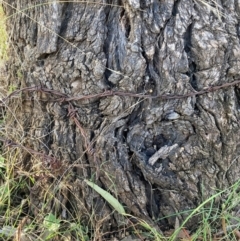 Eucalyptus bridgesiana (Apple Box) at Watson, ACT - 29 May 2023 by waltraud