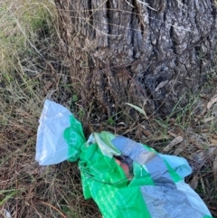 Eucalyptus bridgesiana at Watson, ACT - 29 May 2023