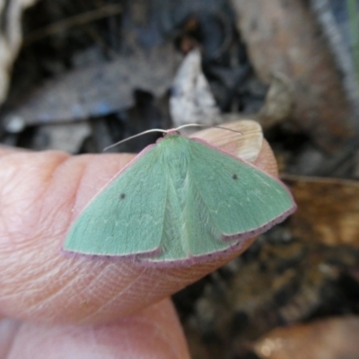 Chlorocoma externa (Spotted-fringe Emerald) at Charleys Forest, NSW - 9 May 2023 by arjay