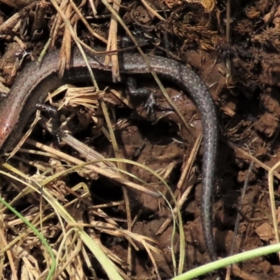 Lampropholis delicata (Delicate Skink) at Budjan Galindji (Franklin Grassland) Reserve - 19 Oct 2022 by AndyRoo