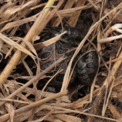 Limnodynastes tasmaniensis (Spotted Grass Frog) at Franklin, ACT - 19 Oct 2022 by AndyRoo