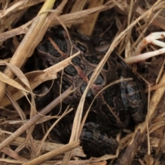 Limnodynastes tasmaniensis at Franklin, ACT - 19 Oct 2022 12:32 PM