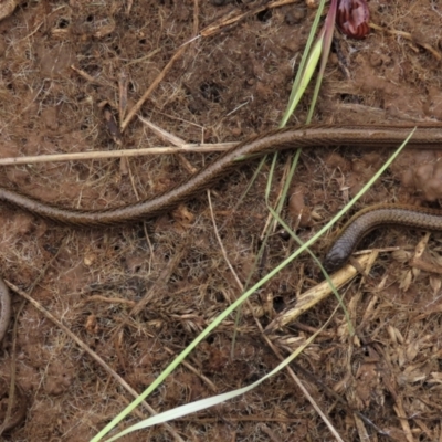 Delma impar (Striped Legless-lizard) at Harrison, ACT - 22 Nov 2022 by AndyRoo