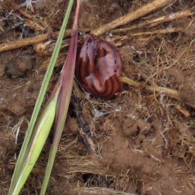 Anzoplana trilineata (A Flatworm) at Budjan Galindji (Franklin Grassland) Reserve - 22 Nov 2022 by AndyRoo