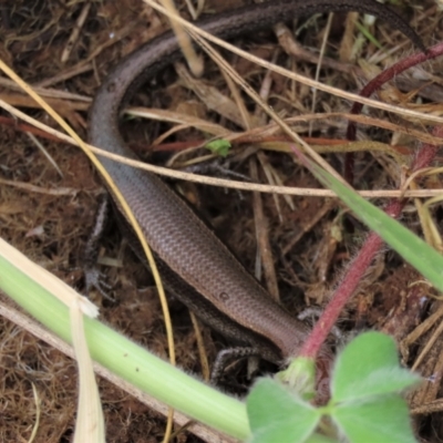 Lampropholis delicata (Delicate Skink) at Budjan Galindji (Franklin Grassland) Reserve - 22 Nov 2022 by AndyRoo