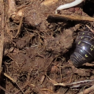 Armadillidium vulgare at Harrison, ACT - 23 Nov 2022