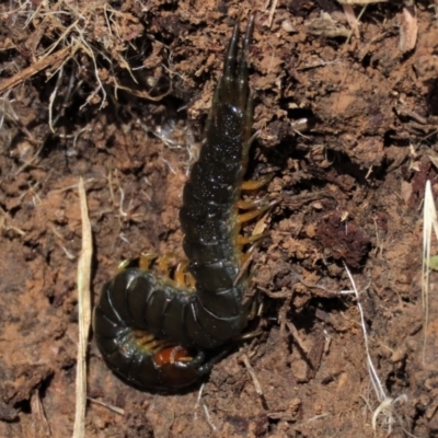 Cormocephalus sp.(genus) (Scolopendrid Centipede) at Budjan Galindji (Franklin Grassland) Reserve - 23 Nov 2022 by AndyRoo