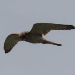 Falco cenchroides (Nankeen Kestrel) at Budjan Galindji (Franklin Grassland) Reserve - 23 Nov 2022 by AndyRoo