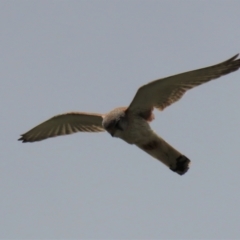 Falco cenchroides at Franklin, ACT - 23 Nov 2022