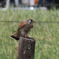 Falco cenchroides at Franklin, ACT - 23 Nov 2022 01:21 PM