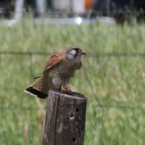 Falco cenchroides at Franklin, ACT - 23 Nov 2022