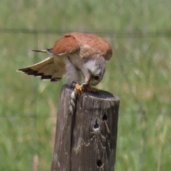 Falco cenchroides at Franklin, ACT - 23 Nov 2022