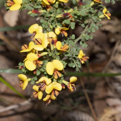 Bossiaea obcordata (Spiny Bossiaea) at Bournda, NSW - 20 Sep 2022 by Steve63