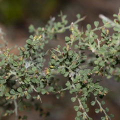 Bossiaea obcordata (Spiny Bossiaea) at Bournda, NSW - 24 Aug 2022 by Steve63