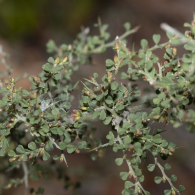 Bossiaea obcordata (Spiny Bossiaea) at Bournda, NSW - 24 Aug 2022 by Steve63