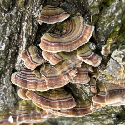 Trametes versicolor (Turkey Tail) at Higgins, ACT - 29 May 2023 by Jillw