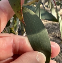 Eucalyptus stellulata (Black Sally) at Rendezvous Creek, ACT - 30 May 2023 by lbradley