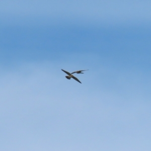 Falco cenchroides at Gordon, ACT - 30 May 2023