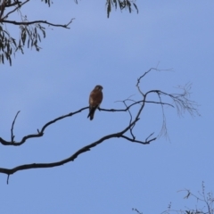 Falco cenchroides at Gordon, ACT - 30 May 2023