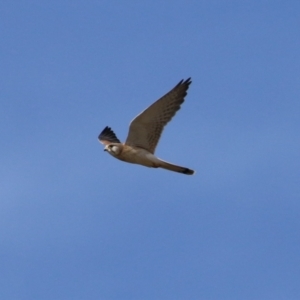 Falco cenchroides at Gordon, ACT - 30 May 2023