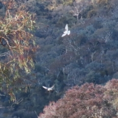 Elanus axillaris at Gordon, ACT - 30 May 2023