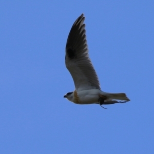 Elanus axillaris at Gordon, ACT - 30 May 2023