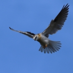 Elanus axillaris at Gordon, ACT - 30 May 2023