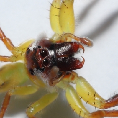 Opisthoncus sp. (genus) at Wellington Point, QLD - 20 Apr 2023 by TimL