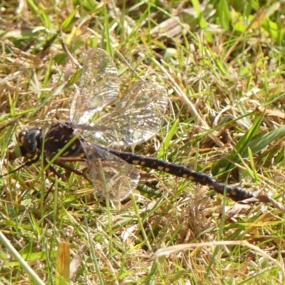 Austroaeschna obscura (Sydney Mountain Darner) at Colo Vale, NSW - 18 May 2023 by Curiosity