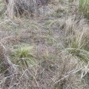 Nassella trichotoma at Watson, ACT - 30 May 2023