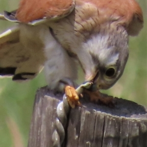 Delma inornata at Franklin, ACT - 23 Nov 2022