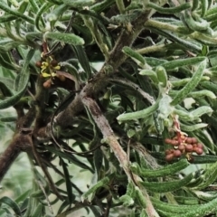 Grevillea lanigera (Woolly Grevillea) at The Pinnacle - 30 May 2023 by sangio7