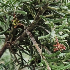 Grevillea lanigera at Hawker, ACT - 30 May 2023 11:38 AM