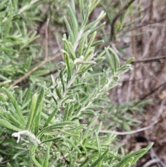 Grevillea lanigera at Hawker, ACT - 30 May 2023