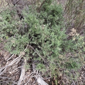 Grevillea lanigera at Hawker, ACT - 30 May 2023