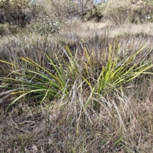 Lomandra longifolia at Hawker, ACT - 30 May 2023