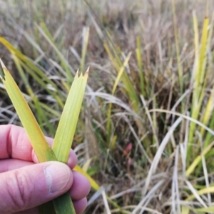 Lomandra longifolia at Hawker, ACT - 30 May 2023