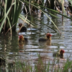 Fulica atra (Eurasian Coot) at Budjan Galindji (Franklin Grassland) Reserve - 23 Nov 2022 by AndyRoo